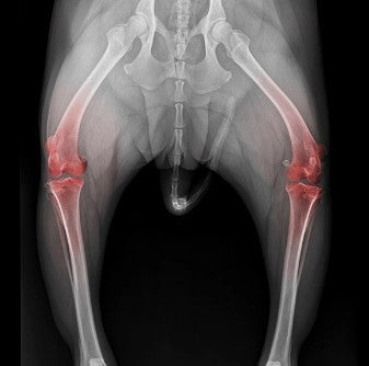 Dog joint X-ray illustration showing hind leg bone structure with highlighted joint areas – Health Within K9 Ultimate Joint Support Powder supports healthy dog joint function